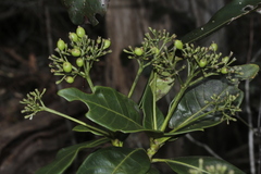 Ixora lecardii