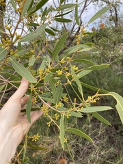 Eucalyptus todtiana