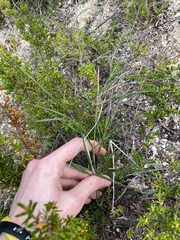 Austrostipa elegantissima