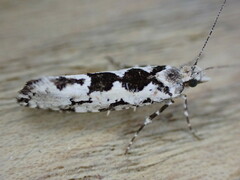 Ypsolopha sequella