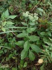 Hylotelephium maximum × spectabile