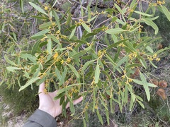 Eucalyptus todtiana