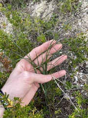 Austrostipa elegantissima