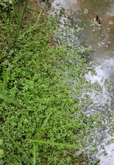 Callitriche