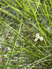 Xyris caroliniana
