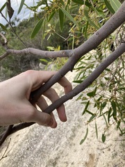 Eucalyptus todtiana