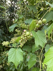 Ampelopsis glandulosa heterophylla