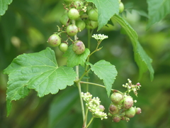 Ampelopsis glandulosa heterophylla