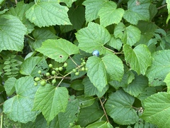Ampelopsis glandulosa heterophylla