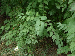 Spiraea media