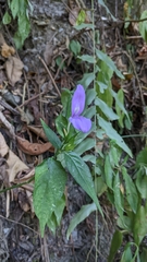 Dicliptera tinctoria