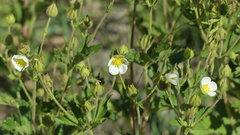Drymocallis rupestris