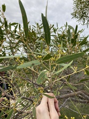 Eucalyptus todtiana