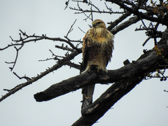 Buteo hemilasius