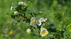 Rosa spinosissima
