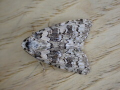 Bryophila domestica