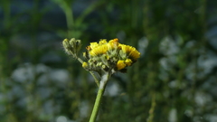 Pilosella cymosa