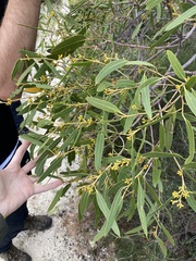 Eucalyptus todtiana