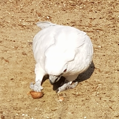 Cacatua alba
