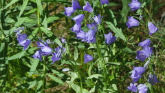 Campanula rhomboidalis