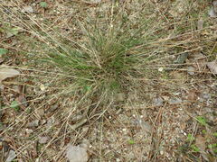 Festuca ovina