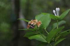 Ixora elisae