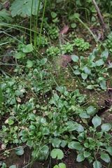 Androsace filiformis