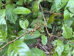 Maesa perlaria formosana