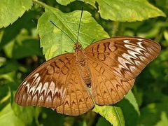 Tanaecia pelea
