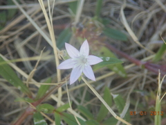 Richardia grandiflora