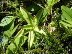 Pinguicula