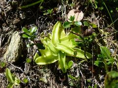 Pinguicula