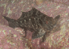 Aplodactylus lophodon