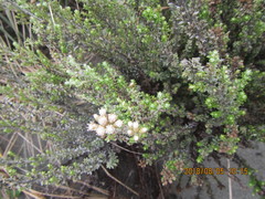 Ozothamnus leptophyllus