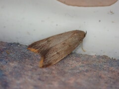 Tachystola acroxantha