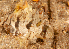 Centropogon australis