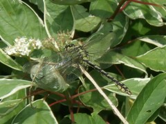 Ophiogomphus cecilia