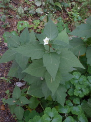 Alkekengi officinarum