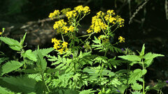 Descurainia tanacetifolia