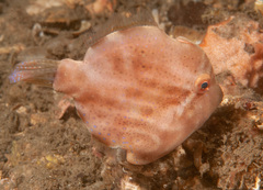 Brachaluteres jacksonianus