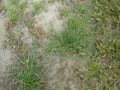 Eragrostis albensis
