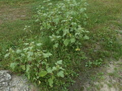 Xanthium orientale riparium