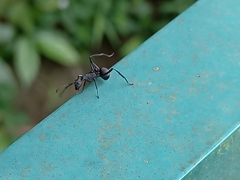 Myrmhopla