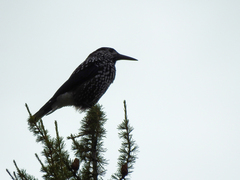 Nucifraga caryocatactes