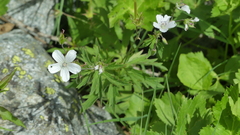 Geranium rivulare