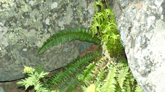 Polystichum lonchitis