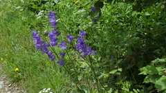 Campanula rhomboidalis