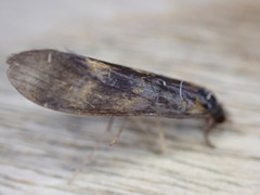 Mystacides longicornis