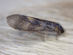 Mystacides longicornis