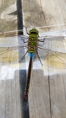 Anax parthenope julius
